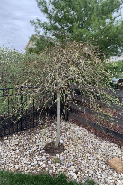 Верба козяча Керлі Локс на штамбі